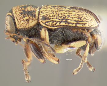 Media type: image;   Entomology 24937 Aspect: habitus lateral view